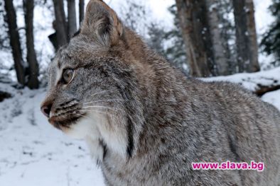 Австралийски мегазоопарк по Viasat Nature през юли 