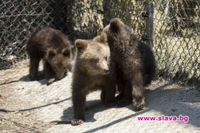 Позитивни новини за трите мечета, спасени в Родопите