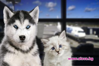 Лондон е готов да евакуира котки и кучета от Кабул 