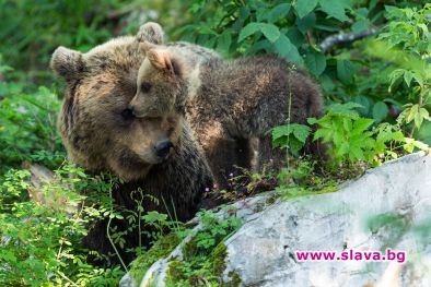 Viasat Nature чества Световния ден на животните