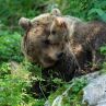 Viasat Nature чества Световния ден на животните  
