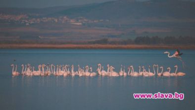 Цели колонии от розово фламинго се заселват в Поморие 