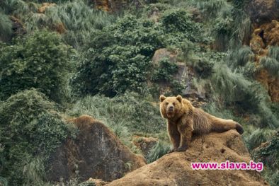 Чипираха мечока Живко, той побесня и изяде 38 кокошки