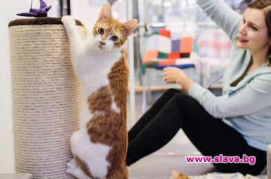 Защо котките ни драскат, как ни показват обич, какво и как мислят: Учените
