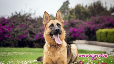 Подариха кученце на Джо Байдън (ВИДЕО)