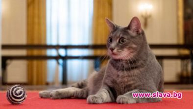 Белият дом посреща нова котка на име Уилоу