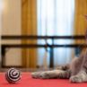 Белият дом посреща нова котка на име Уилоу