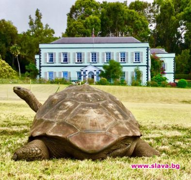 Костенурката Джонатан е най-старото сухоземно животно в света?