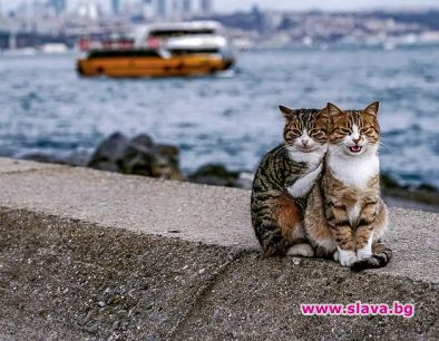 Фотограф улови 2 бездомни котки да се гушкат в Истанбул (ФОТОГАЛЕРИЯ)