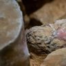 Откриха древни гробници и статуи под катедралата Нотр Дам