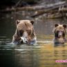 Сезон на мечките по Viasat Nature през юни