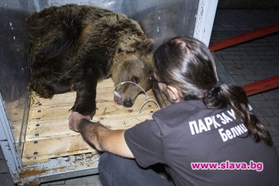 Новият обитател в Парк за мечки Белица се казва Ива