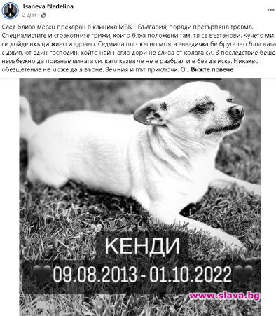Прегазиха кучето на попфолк певицата Неделина Цанева – Лина