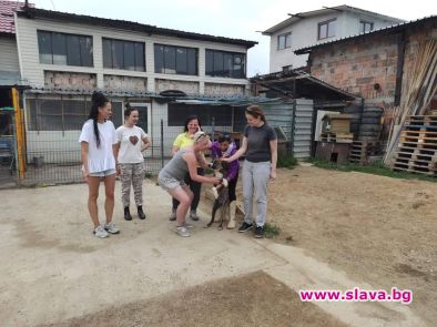 Нова инициатива помага на бездомните животни у нас
