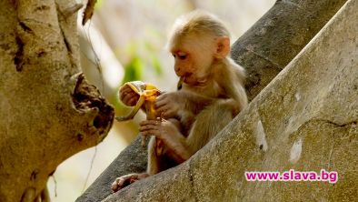 Прекрасен свят и ден на маймуните по Viasat Nature 