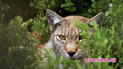 Дивата природа на Европа по Viasat Nature 