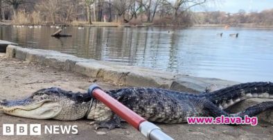 В парк на Ню Йорк се появи алигатор