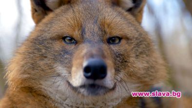 Viasat Nature представя Дивата природа на Европа