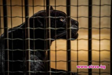 Софийският зоопарк отглежда два черни ягуара