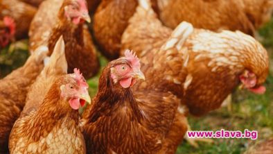 6 месеца затвор за мъж, изплашил до смърт кокошките на съседа си в Китай