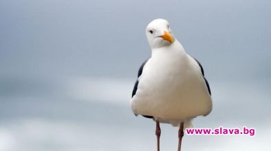 Белгийски град проведе шампионат по имитация на чайка