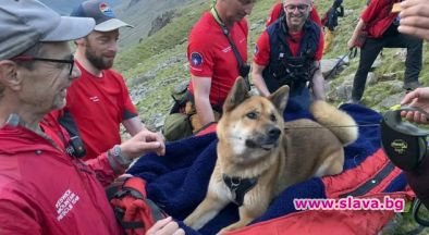 Спасиха изморено куче след изкачване на най-високата планина в Англия