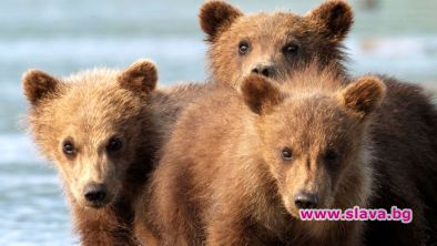 Дивата Америка и Неопитомените големи езера по Viasat Nature
