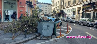 10-и ден дървеса пречат на хората дори в топцентъра