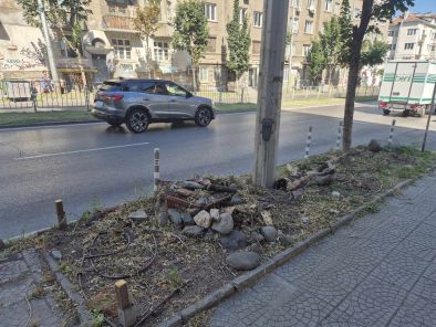 Сеч на живи дървета и по бул. Левски в сърцето на София