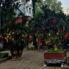 $1000 за виетнамска „елха” от помело