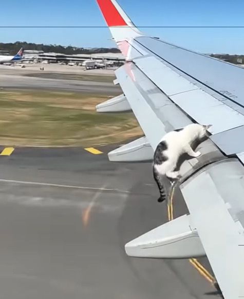 Котка върху горещо крило на самолет (Видео)