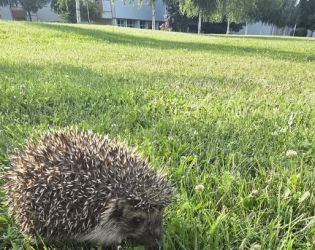 Таралеж в кампуса на НСА - парк №1 на София: ФОТО НА ДЕНЯ