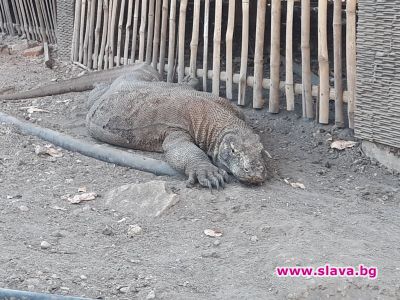 slava.bg : slava.bg :